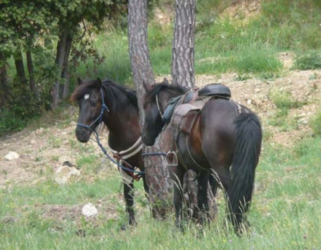  pbaños a caballo en los Alpes Marítimos 